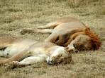 800px-Lion_and_lioness_sleeping
